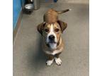 Adopt Ebbie a Basset Hound / Terrier (Unknown Type, Medium) / Mixed dog in Rocky