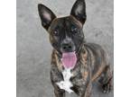Adopt Atlantic a Brown/Chocolate Labrador Retriever / Mixed dog in Columbus