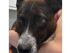 Adopt Pacific a Black Labrador Retriever / Mixed dog in Columbus, NC (37683968)
