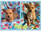 Adopt Mickey a Red/Golden/Orange/Chestnut Chiweenie / Mixed dog in Grand Bay