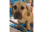 Adopt Ronnie a Tan/Yellow/Fawn Basset Hound / Mixed dog in Grand Bay