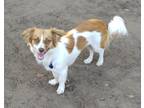 Adopt Kiki in TEXAS a White - with Red, Golden, Orange or Chestnut Rat Terrier /