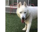 Adopt LAKE a White - with Tan, Yellow or Fawn Husky / Mixed dog in Greensboro