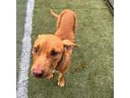 Adopt Baby redd a Mixed Breed (Medium) / Mixed dog in Memphis, TN (37683783)