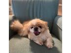 Adopt Beau a Red/Golden/Orange/Chestnut - with White Pekingese / Mixed dog in