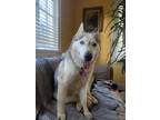 Adopt Piper a White - with Gray or Silver Husky / Mixed dog in Milwaukie