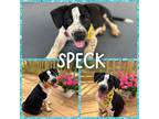 Adopt Speck a Black - with White Pointer / Mixed dog in Grand Bay, AL (37683624)