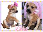 Adopt Kahlua a Tan/Yellow/Fawn Labrador Retriever / Mixed dog in Grand Bay
