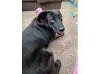 Adopt Midnight a Black - with White Sheltie, Shetland Sheepdog / Mixed dog in