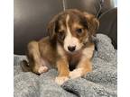 Adopt Pearl a Brown/Chocolate - with White Australian Shepherd / Mixed dog in