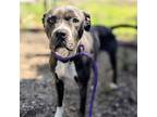 Adopt Drako (ID# 31823cb1) a American Pit Bull Terrier / Mixed dog in Oakland