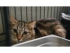 Adopt Mosaic a Brown Tabby Domestic Mediumhair (medium coat) cat in Fort