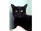 Adopt Raven a All Black Bombay (short coat) cat in Fort Leavenworth