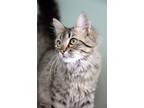 Adopt Sasha a Gray, Blue or Silver Tabby Domestic Mediumhair (medium coat) cat