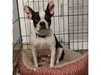 Adopt Charlotte a Black - with White Boston Terrier / Mixed dog in Grand Bay