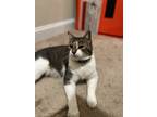 Adopt Cooper a Brown Tabby American Shorthair / Mixed (short coat) cat in