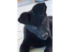 Adopt Seneca a Black German Shepherd Dog / Mixed dog in Sacramento