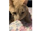 Adopt Stitch a Tiger Striped American Shorthair / Mixed (short coat) cat in