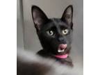 Adopt Spirit a Domestic Shorthair / Mixed (short coat) cat in Angola