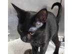Adopt Dreamy a Domestic Shorthair / Mixed (short coat) cat in Angola