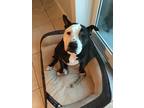 Adopt Bougee a Black - with White American Staffordshire Terrier / Mixed dog in
