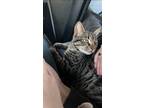 Adopt Salem a Tiger Striped Domestic Shorthair / Mixed (short coat) cat in