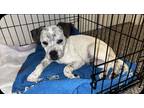 Adopt N/A a White - with Black American Pit Bull Terrier / Australian Cattle Dog