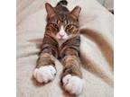 Adopt Lenny a Brown Tabby Dome