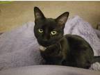 Adopt Salem a Black (Mostly) Domestic Shorthair / Mixed (short coat) cat in