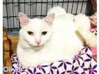 Adopt Oliver a White Domestic Shorthair / Mixed (short coat) cat in Culpeper
