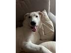 Adopt Durky a White - with Red, Golden, Orange or Chestnut Great Pyrenees /