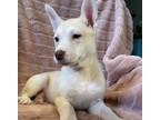 Adopt Jasmine a Mixed Breed (Medium) / Mixed dog in Mipiltas, CA (37682586)