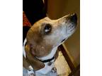 Adopt Lucy a Brown/Chocolate - with White Basset Hound / Beagle / Mixed dog in