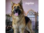 Adopt Jupiter a Black Shepherd (Unknown Type) / Mixed dog in Yuma, AZ (37682143)