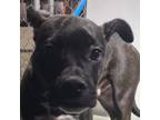 Adopt 60404 a Black Mixed Breed (Medium) / Mixed dog in Las Cruces