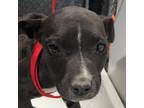 Adopt 59993 a Black Mixed Breed (Medium) / Mixed dog in Las Cruces