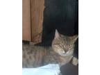 Adopt Ellie a Spotted Tabby/Leopard Spotted Egyptian Mau / Mixed (short coat)