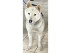 Adopt Bravo a Siberian Husky / Shepherd (Unknown Type) / Mixed dog in