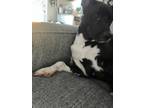 Adopt Zaza a Black - with White American Pit Bull Terrier / Husky / Mixed dog in