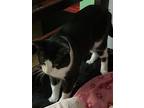 Adopt Blazze a Black & White or Tuxedo American Curl / Mixed (short coat) cat in