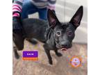 Adopt RAIN a Black Border Terrier / Mixed dog in El Paso, TX (37681595)