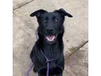 Adopt Sheeba a Black Labrador Retriever / German Shepherd Dog / Mixed dog in