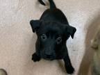 Adopt Vance a Black Australian Shepherd / Mixed dog in Boulder, CO (37681525)