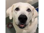 Adopt Stella a Great Pyrenees / Labrador Retriever / Mixed dog in Raleigh