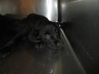 Adopt Volks a Golden Retriever / Mixed dog in Raleigh, NC (37681503)
