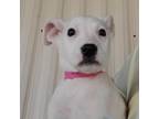 Adopt Selena a White - with Tan, Yellow or Fawn Terrier (Unknown Type