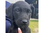 Adopt Daisy a Black Labrador Retriever / Mixed dog in Tulsa, OK (37681442)