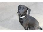 Adopt Cyle a Black Pointer / Labrador Retriever / Mixed dog in E.