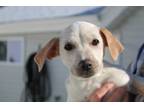 Adopt Elora a White Hound (Unknown Type) / Mixed dog in E.