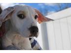 Adopt Fawna a White Hound (Unknown Type) / Mixed dog in E.